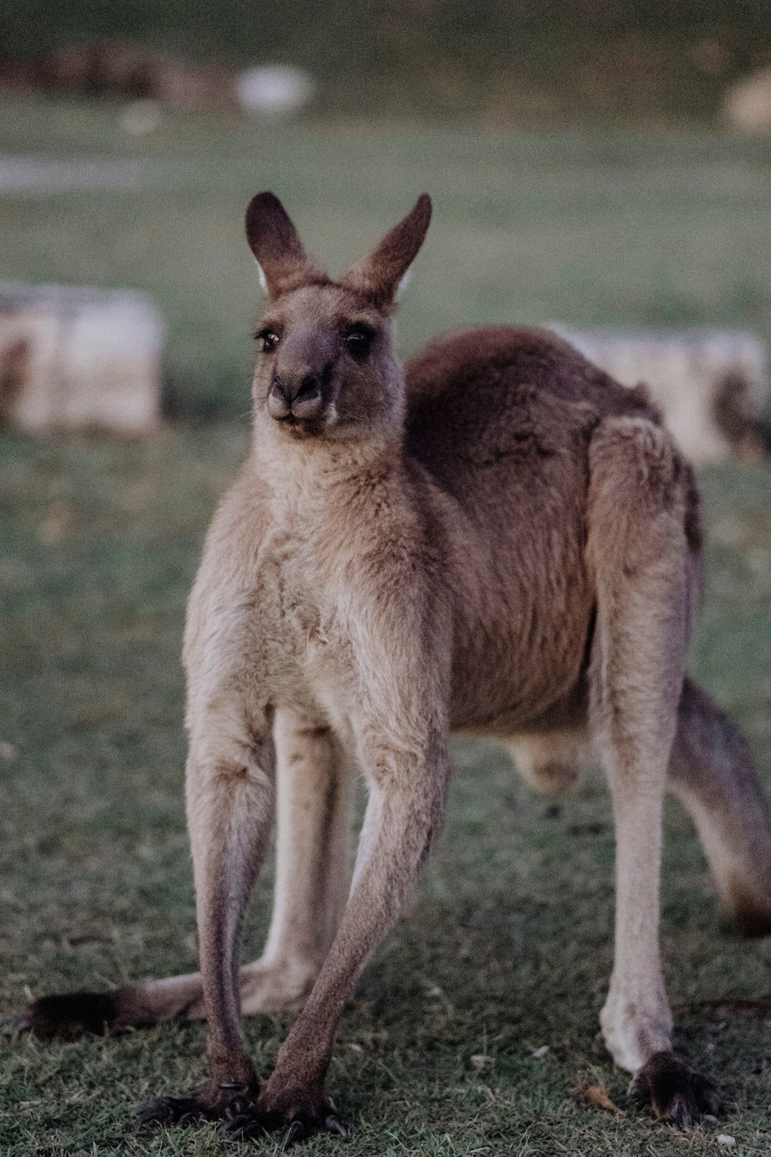 brown kangaroo on green grass field during daytime