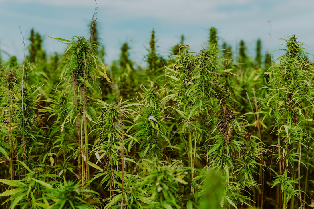 a field full of green plants under a blue sky