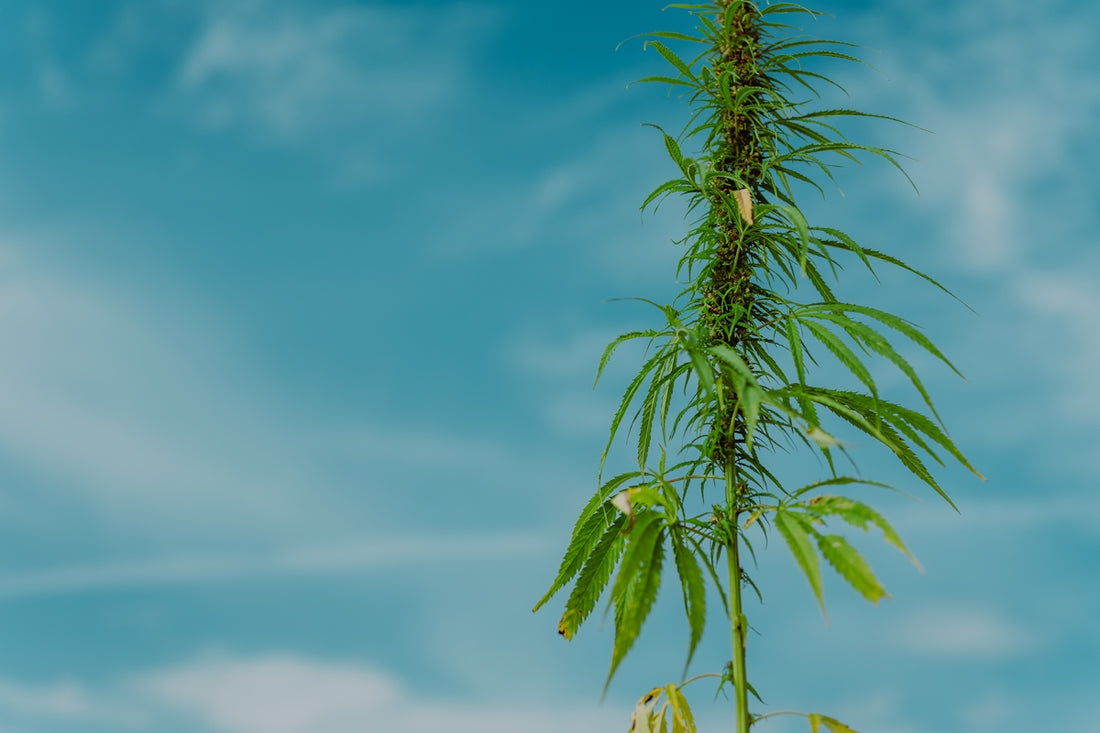 a tall green plant with a blue sky in the background