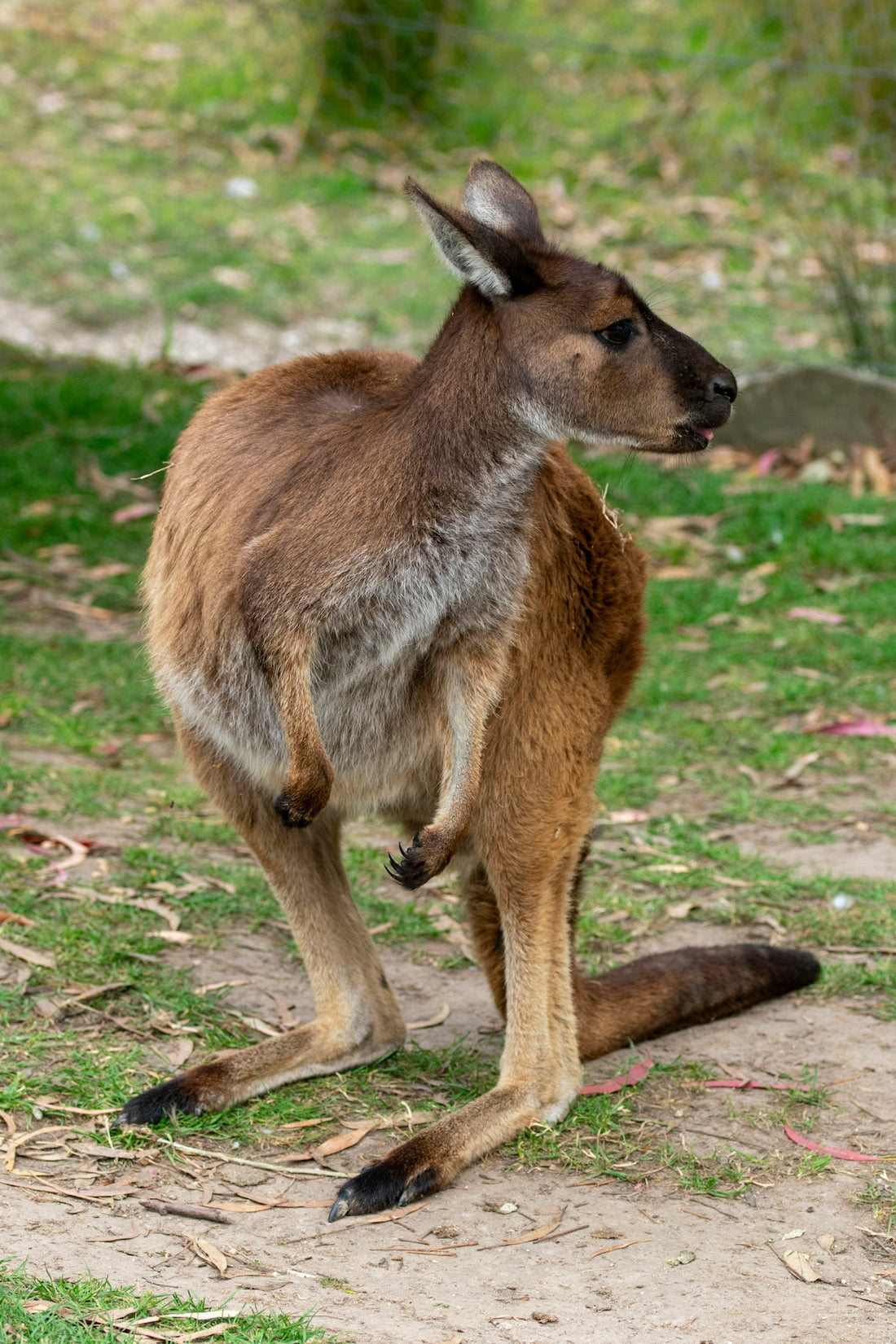 A brown kangaroo stands on the ground.